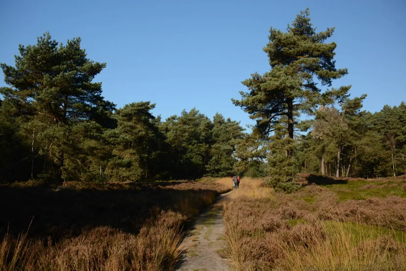 reestdal lo019511600 nico kloek