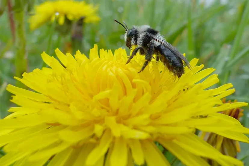 reestdal lo12955 wilde bij mark zekhuis