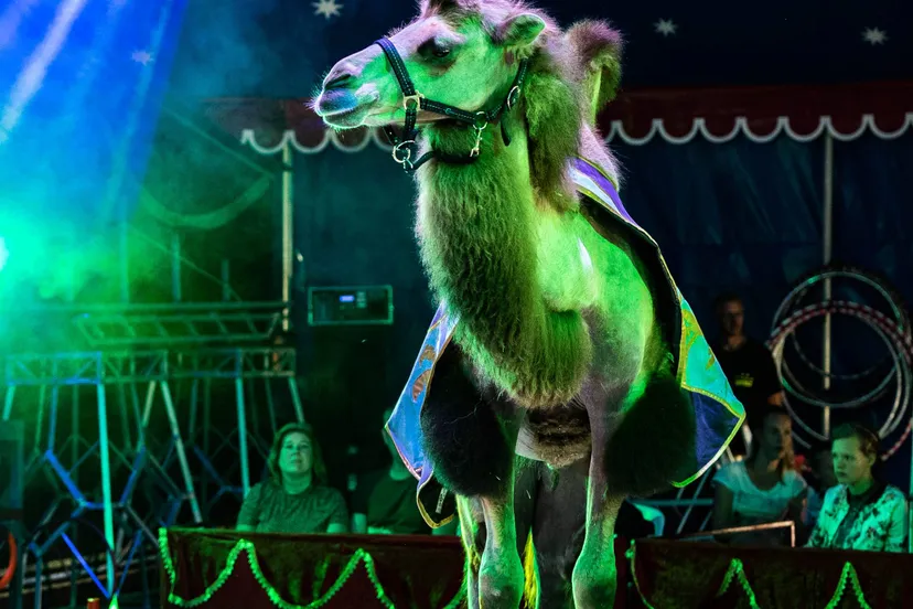 ruinen circus bossle2 jans schulting