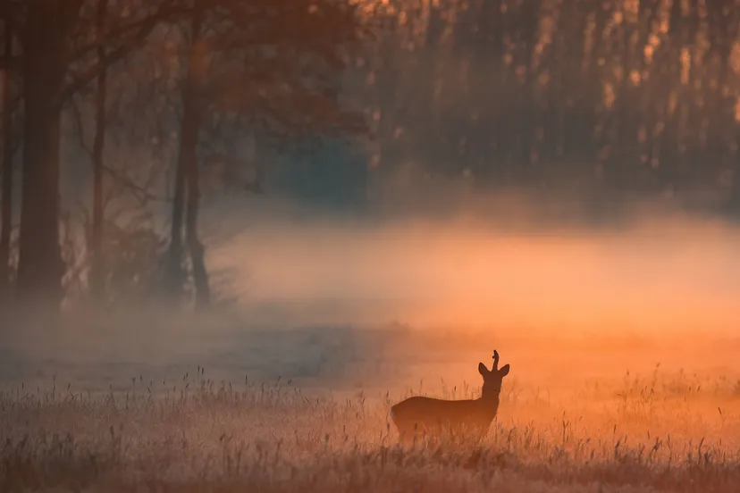 ruinen dauwtrappen jaco tijssen
