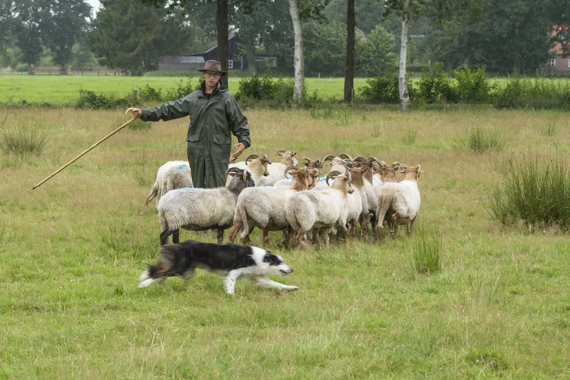 ruinen demonstratie schapendrijven andries de la lande cremer