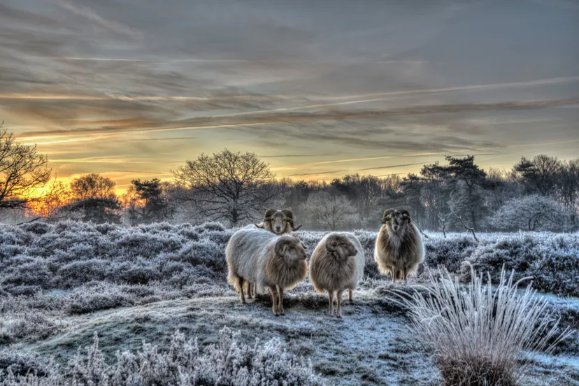 ruinen namo81983 schapen in winter marius visser