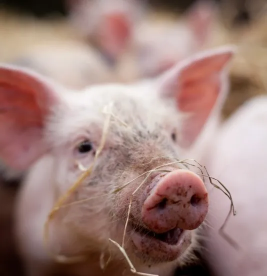 sander van der wel foter cc by sa