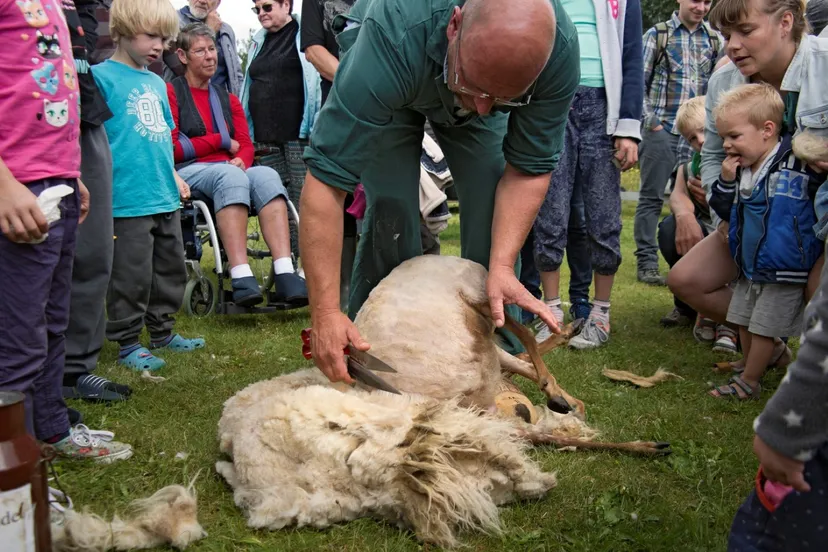 schaapscheerdersfeest axel wiewel