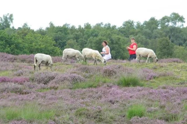 schapen op de heide foto het drentse landschap 002