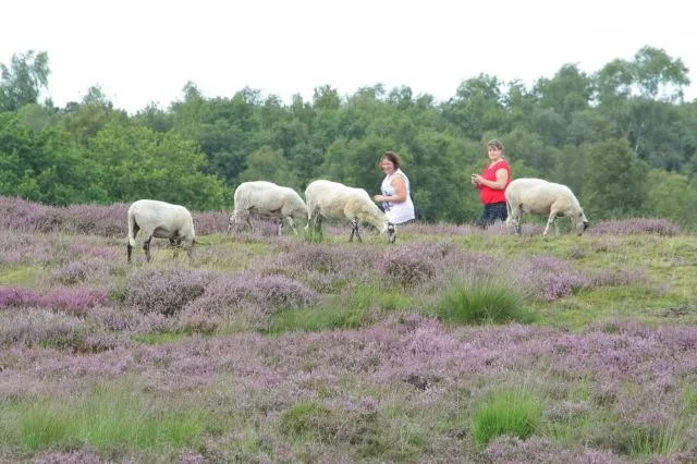 schapen op de heide foto het drentse landschap 002