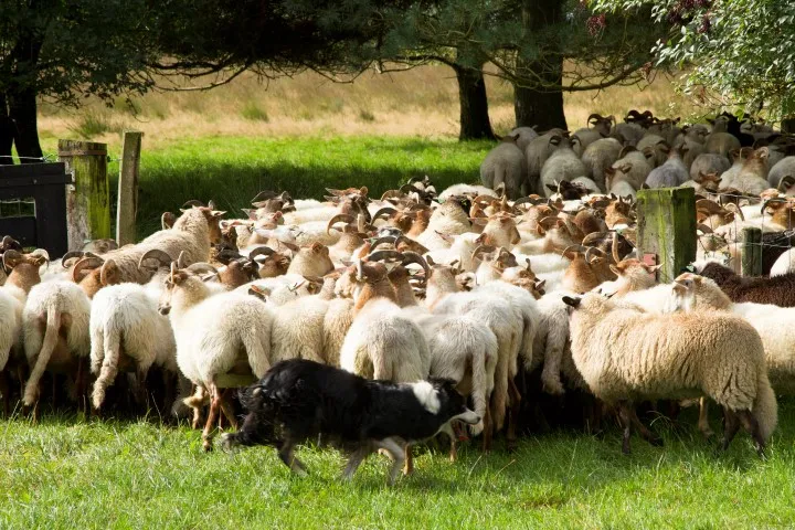 schapendrijven small