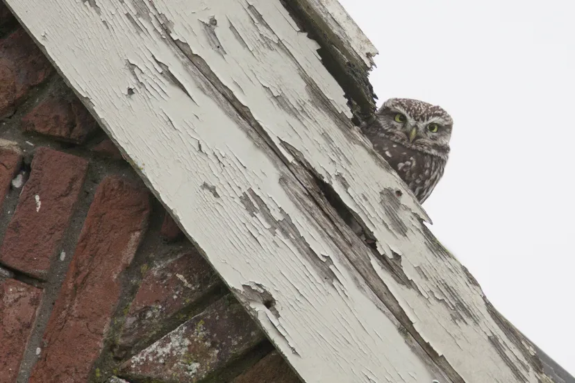 steenuil zoekt plekje in oude schuur fotograaf mark zekhuis