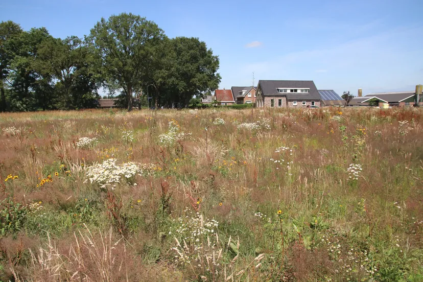 struikberg koekangerveld s pronk verkleind