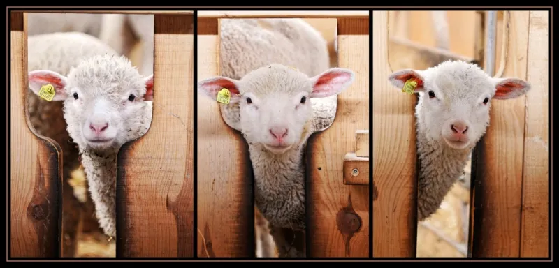 three lambs
