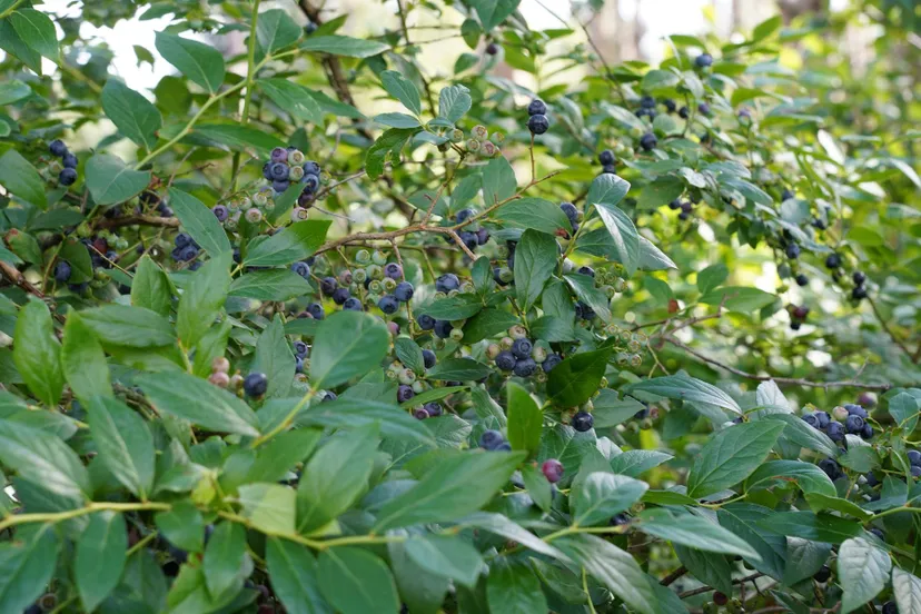 trosbosbes dwingelderveld 3