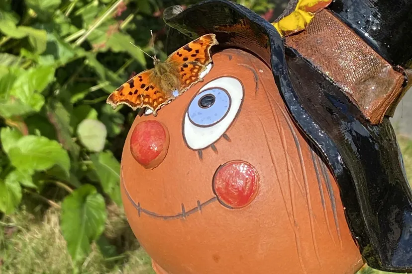 vledder meer vlinders in het dorp daar maakt stichting vledder vergroent zich hard voor scaled