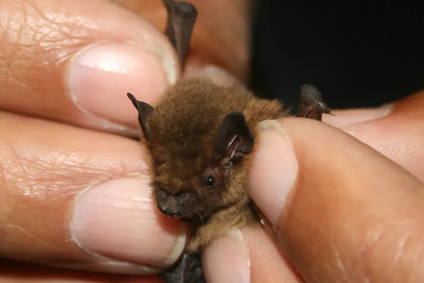 vleermuisje phil foter cc by sa