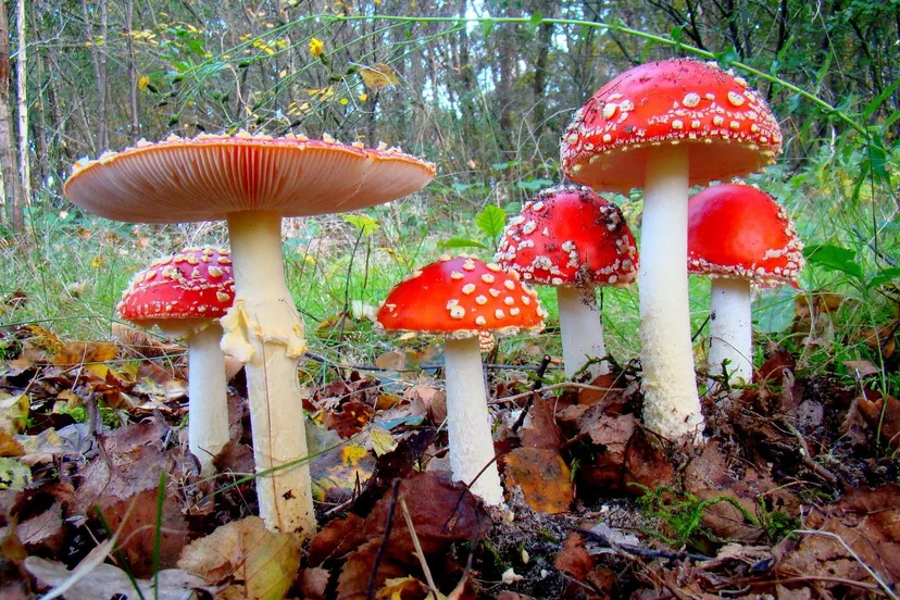 vliegenzwammen paddenstoel van het jaar 2022