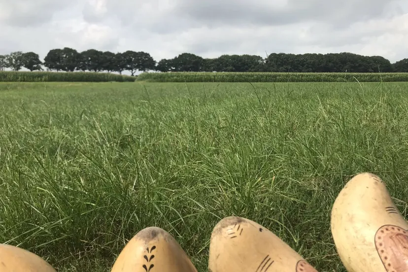 voeten boeren roelie waanders