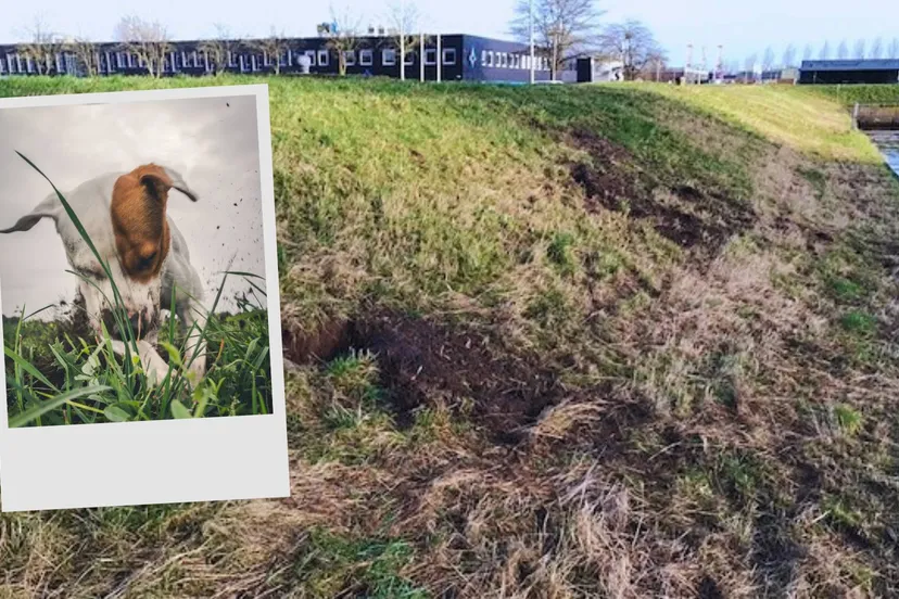 wdod graafschade aan dijk door honden