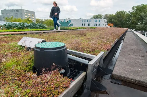 wdod vergroenen daken