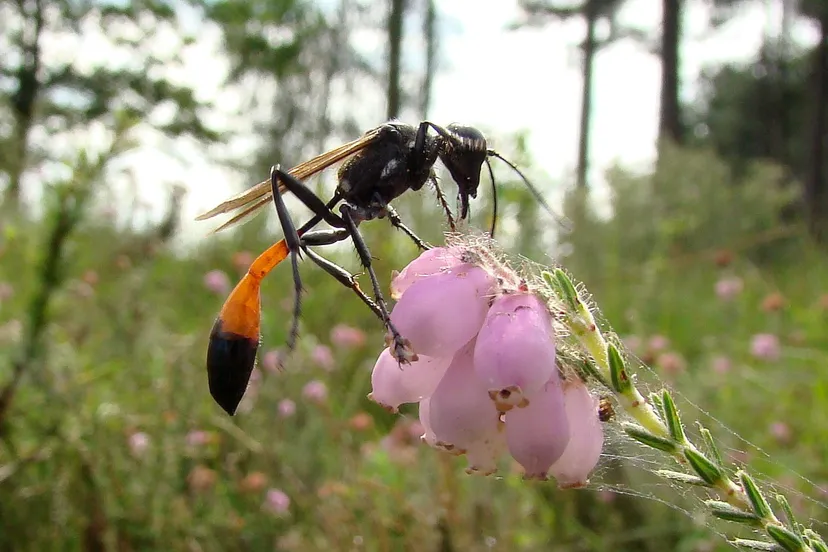 wesp rupsendoder op dopheide