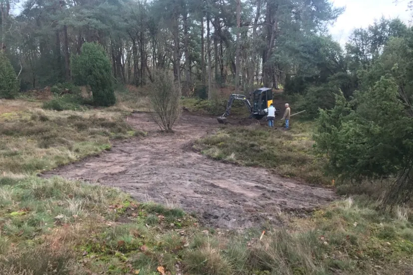 westerbork jeneverbes pieterberg 1