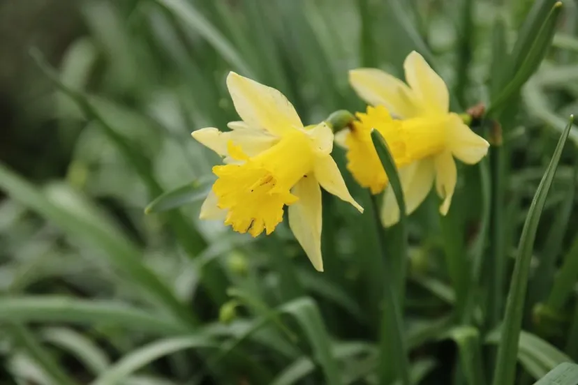 wilde narcis foto stefan pronk verkleind