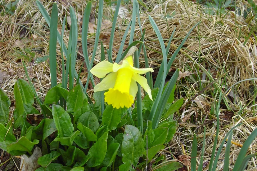 wilde narcis fotograaf bertil zoer