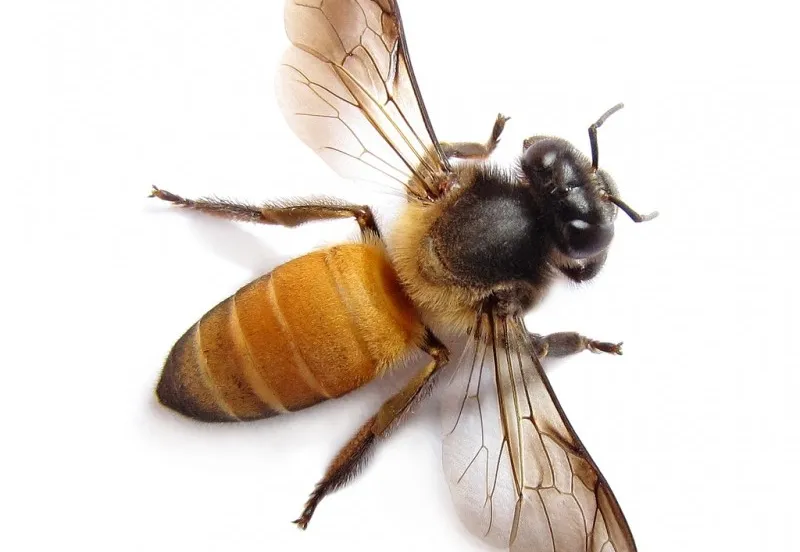 wildxplorer foter cc by