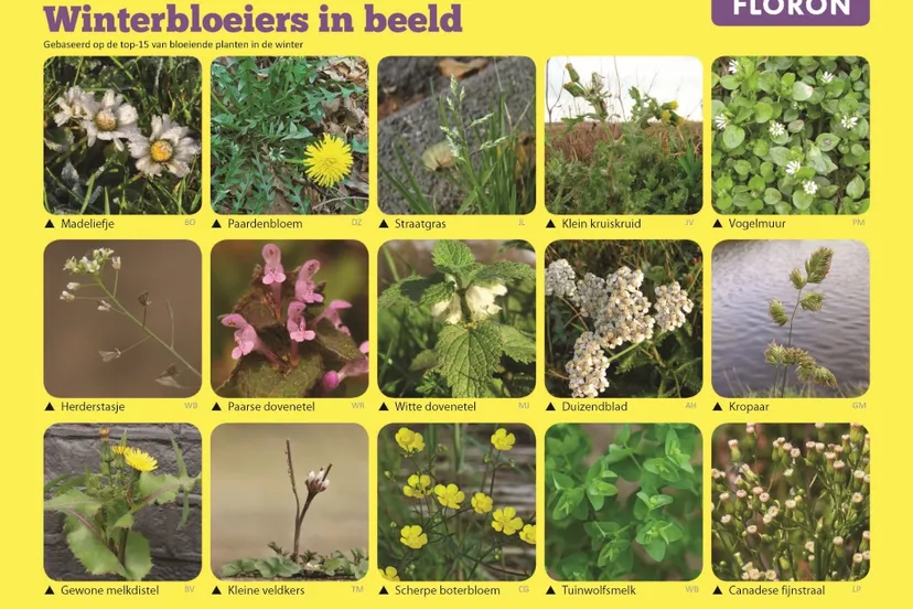 zoekkaart plantenjacht