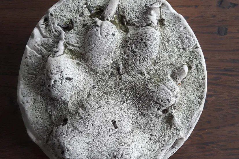 zui 1 pootafsdruk in gips van jonge wolf foto datema