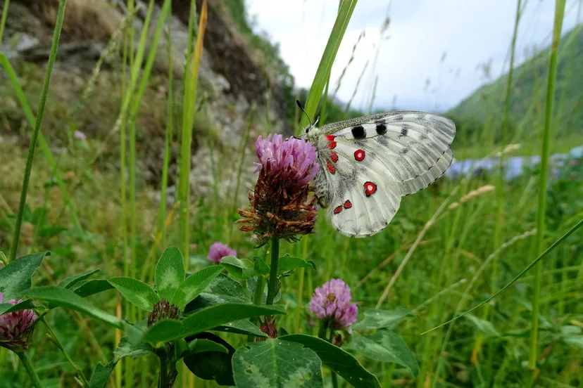 zuidowlde natuur de grote apollovlinder in het aosta dal foto joop verburg