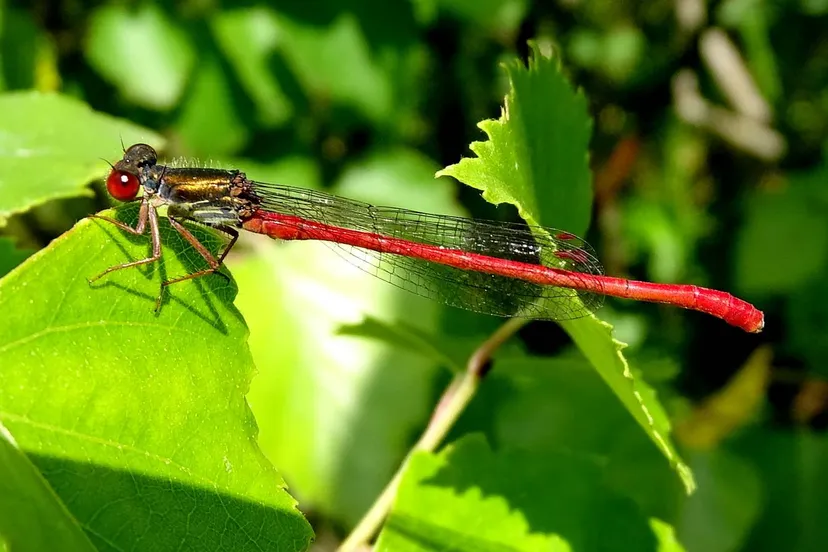 zuidwolde 1 dsc00047 koraaljuffer