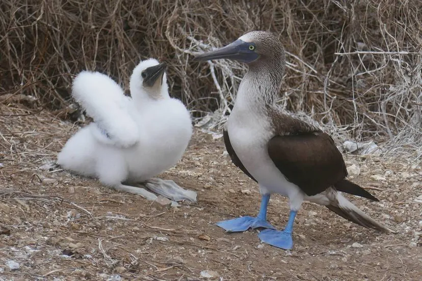 zuidwolde blauwvoet jan van gent foto reinier havinga