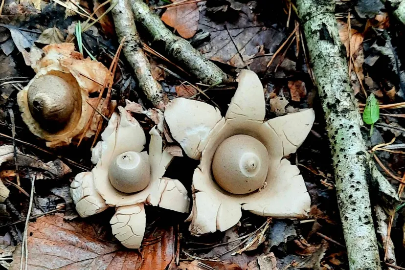 zuidwolde gekraagde aardster een soort die we zeker zullen zien foto roelien prij