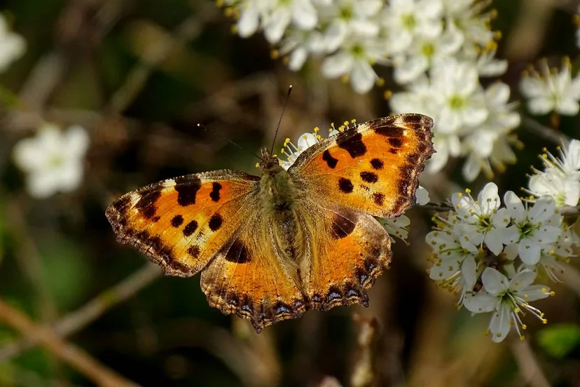 zuidwolde grote vos was dit jaar al enkele keren in de vlindertuin