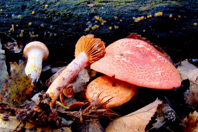 zuidwolde roodschubbige gordijnzwam kopie