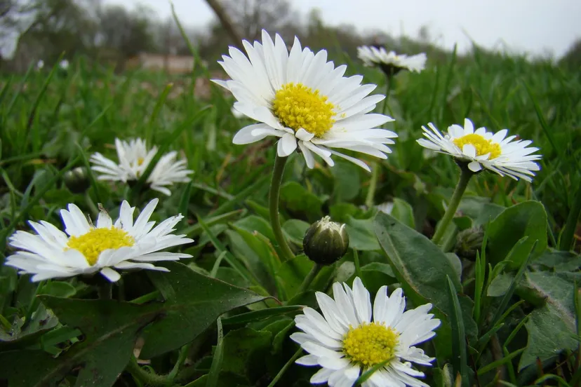 zuidwolde stoepkrijt wilde plantebjacht madeliefje foto joop verburg