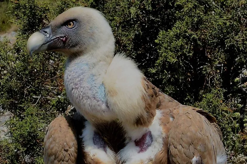 zuidwolde vale gier foto hans boerma2