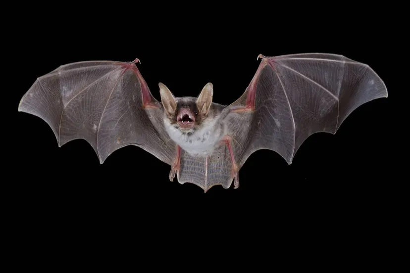 zuidwolde vale vleermuis vliegend foto theo douma