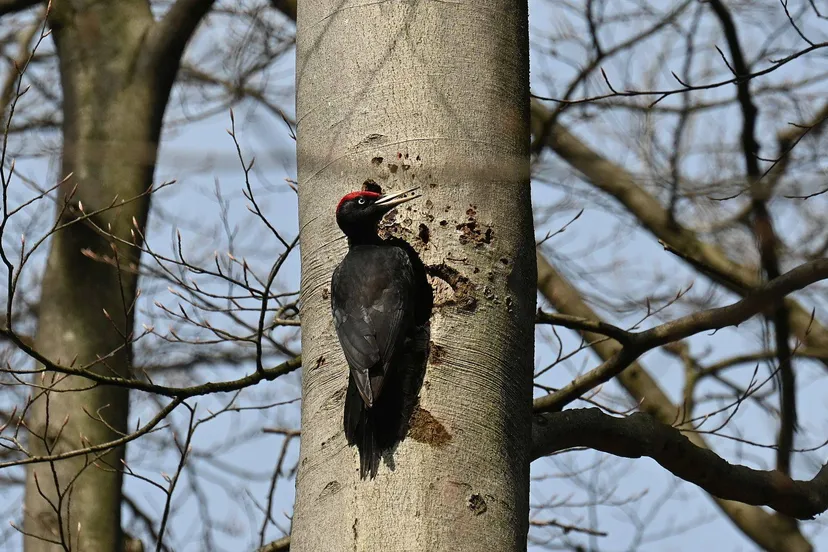 zwarte specht veluwe