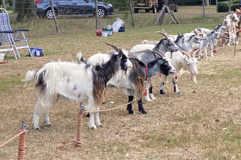 zwinderen foto landgeitenkeuring