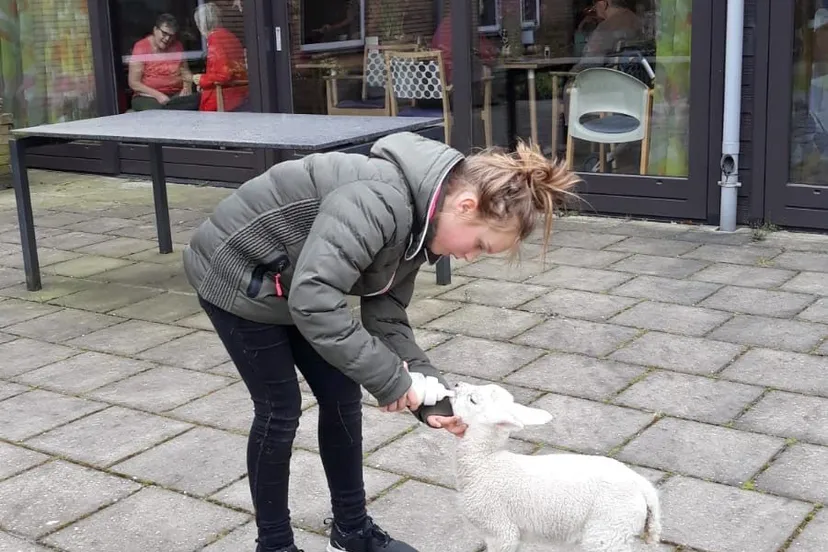 zzwd ruinen lammetje1