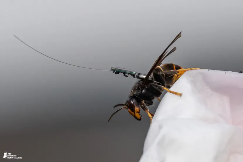 zuidwolde az hoornaars2 henk sieders