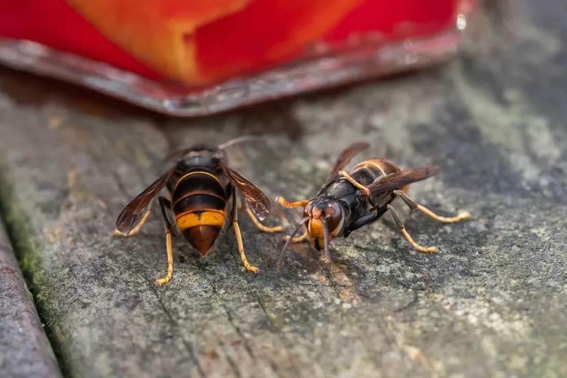 zuidwolde az hoornaars5 henk sieders