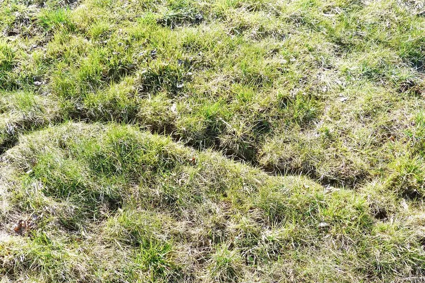 pixabay mouse path 100449 1280