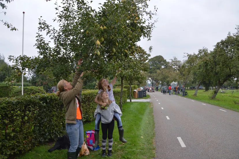 pn03102020 perenpluk13