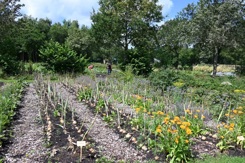 pn04072024 darp pluimerije6