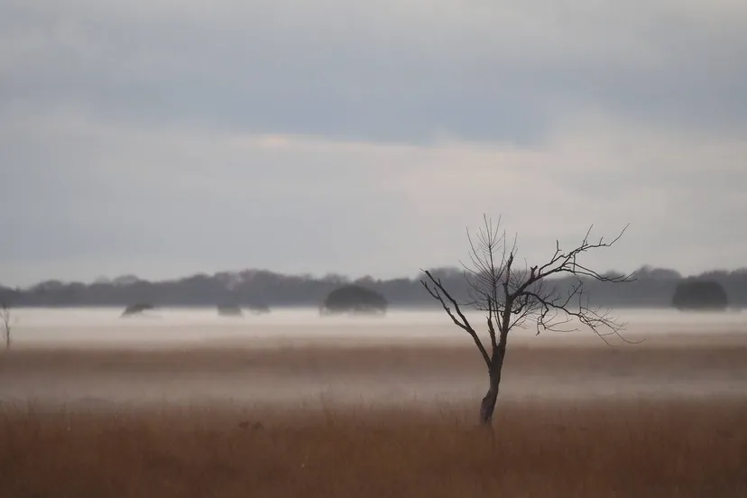 dwingelderveld hdekker