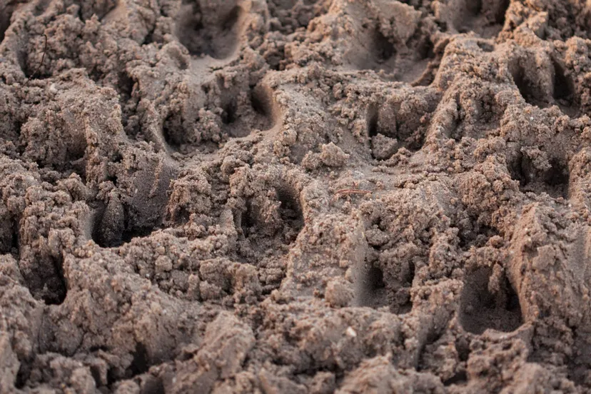 reestdal lo097911600 willem heijdeman