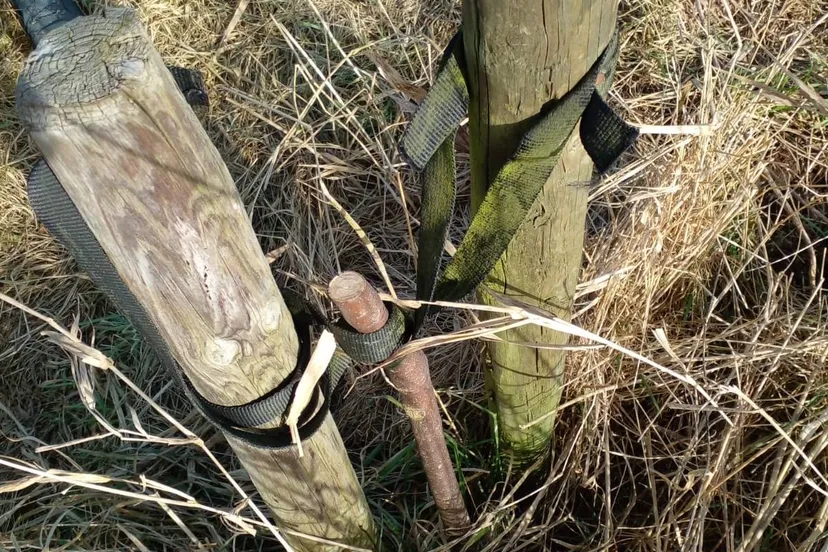 ruinerwold bijenboom vernield2