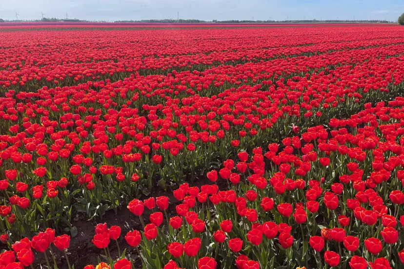 pn19042025 bollen nop