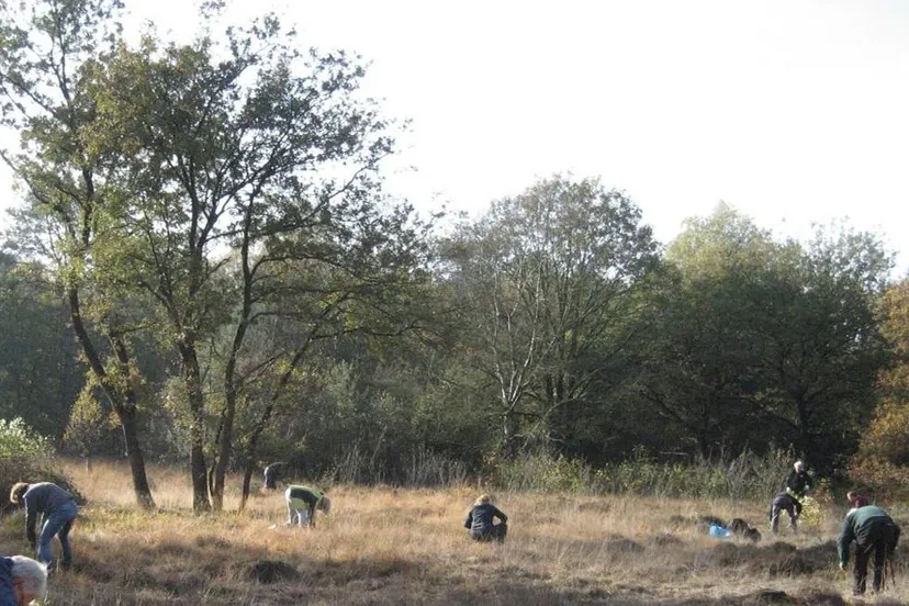 havelte-groengroep-aan-het-werk-op-het-holtingerveld-2